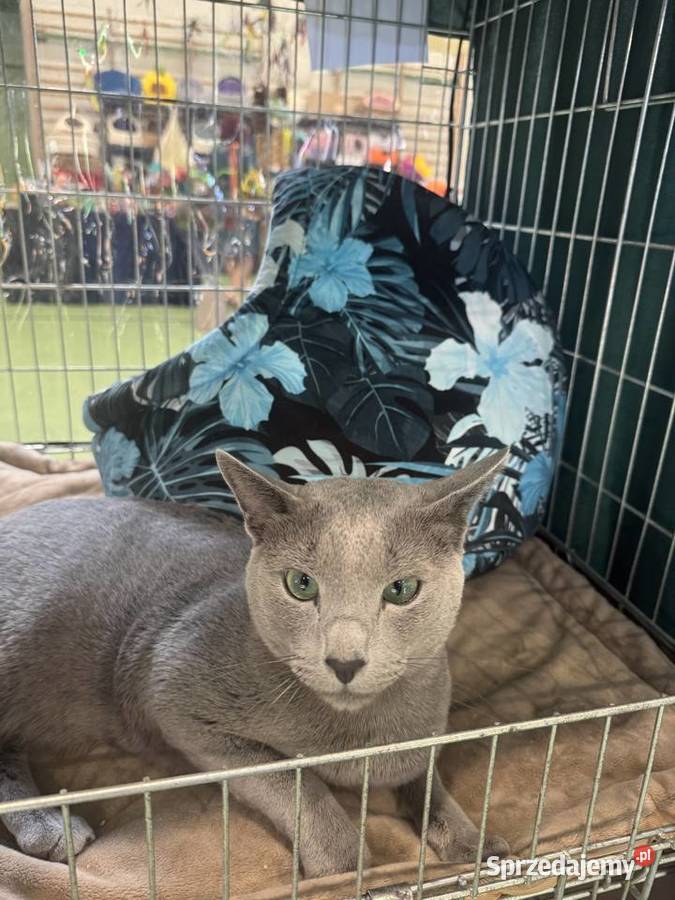 Kocięta rosyjskie niebieskie Gniezno