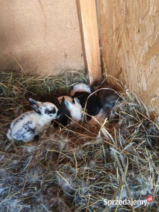 Króliki kalifornijskie Wólka Miedzyńska sprzedam