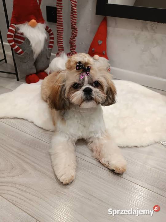 Suczka shih tzu wzorcowy przepiękny szczeniak Klimontów