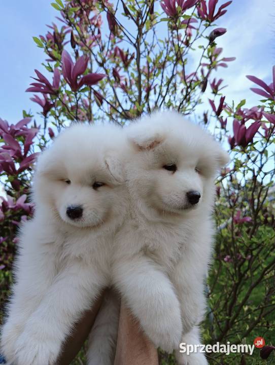 Szczeniaki Samoyed do odbioru początek maja Olszówka