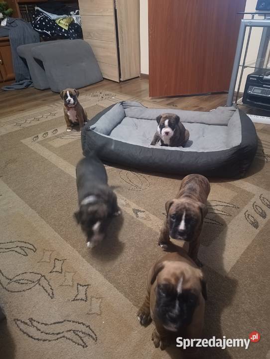 Szczeniaki bokser Łęczna