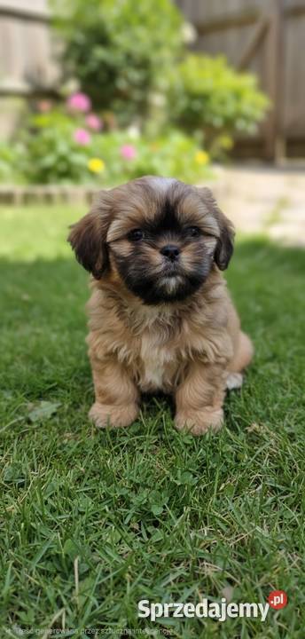 Shih Tzu Radom