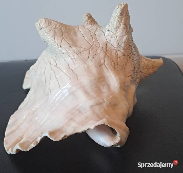 Muszla ozdobna stara Prl Wrocław sprzedam