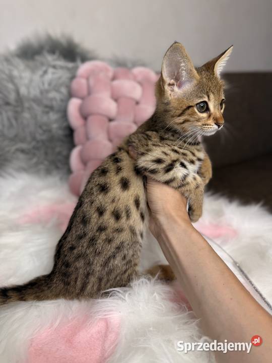 Ekskluzywna kotka Savannah F2 piękno