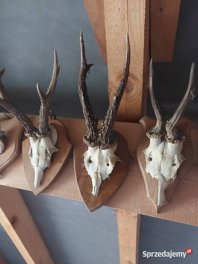 Porostki rogacza Pozostałe Sędziszów Małopolski sprzedam