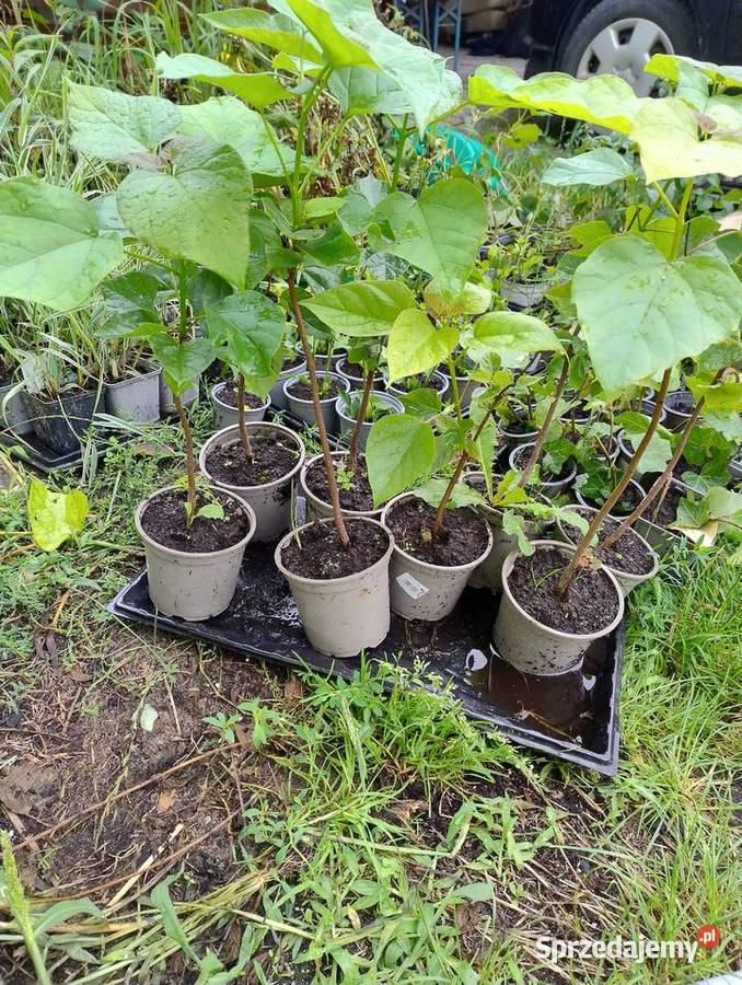 Krzewy wieloletnie do ogrodu nadwyżki podkarpackie Nisko