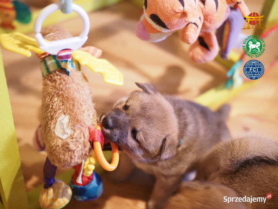 Piesek Suczka czerwony Shiba Inu ZKwPFCI