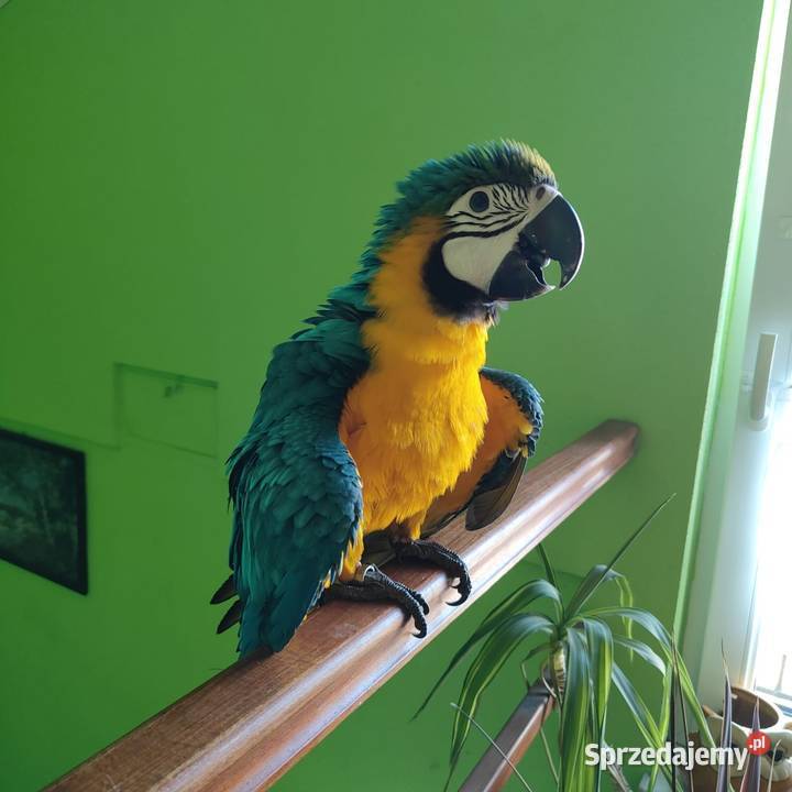 Sprzedam Are Araune Kielcza