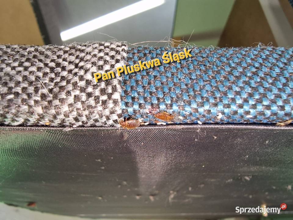 Pluskwa domowa zwalczanie pluskiew odpluskwianie Katowice