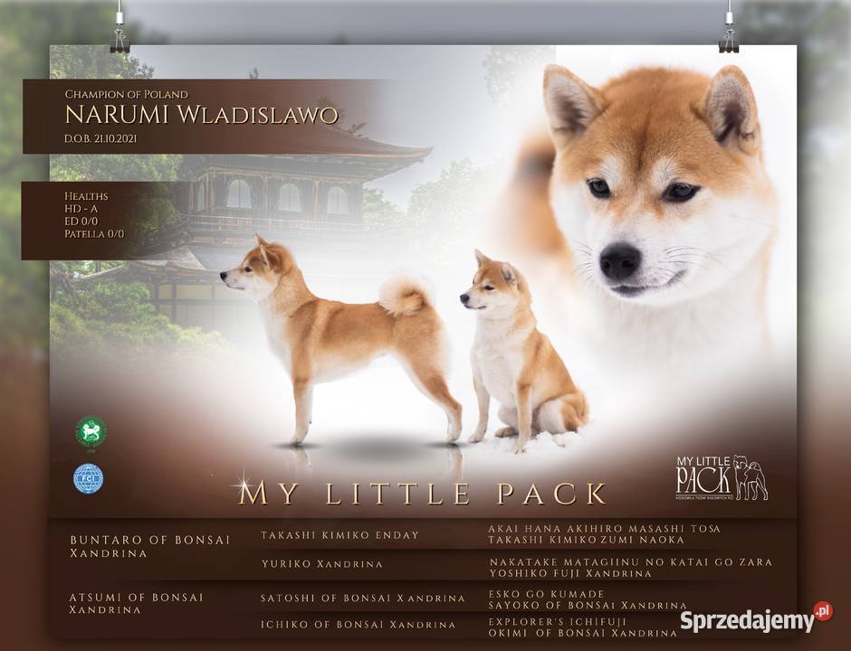 Czerwone suczki Shiba Inu FCI Knyszyn