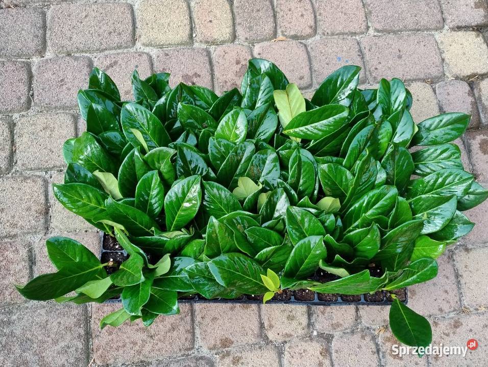 Laurowiśnia caucasica i novita