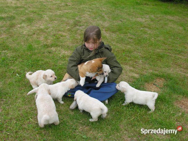 GOLDEN RETRIEVERcudne maluszki Bydgoszcz