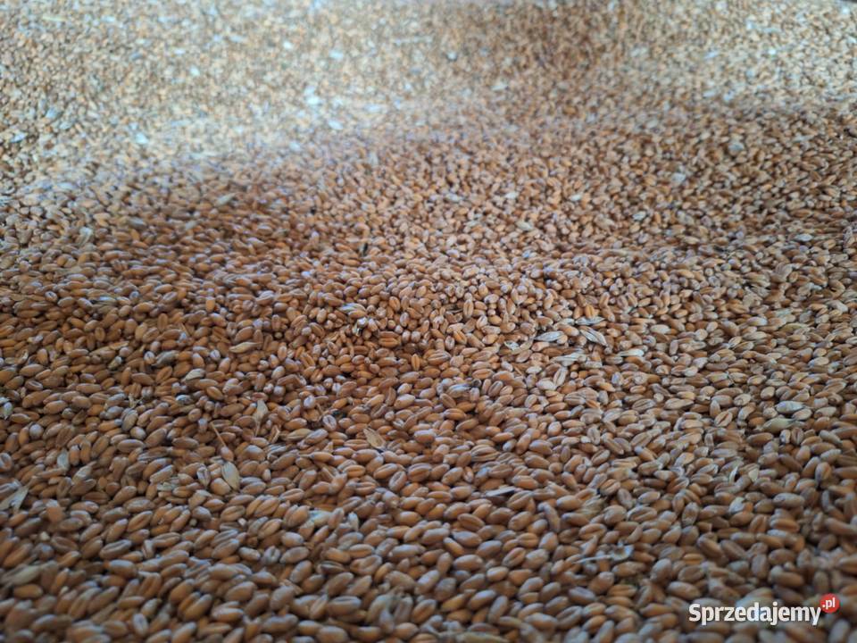 Zboże kwalifikacie Stary Barcik