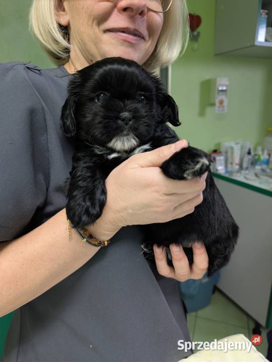 Szczenięta shih tzu z genem blue Zawiercie