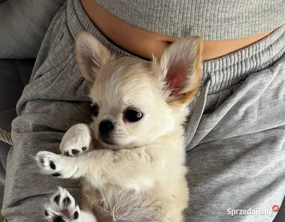 Białokremowy chihuahua długowłosy zjawiskowej