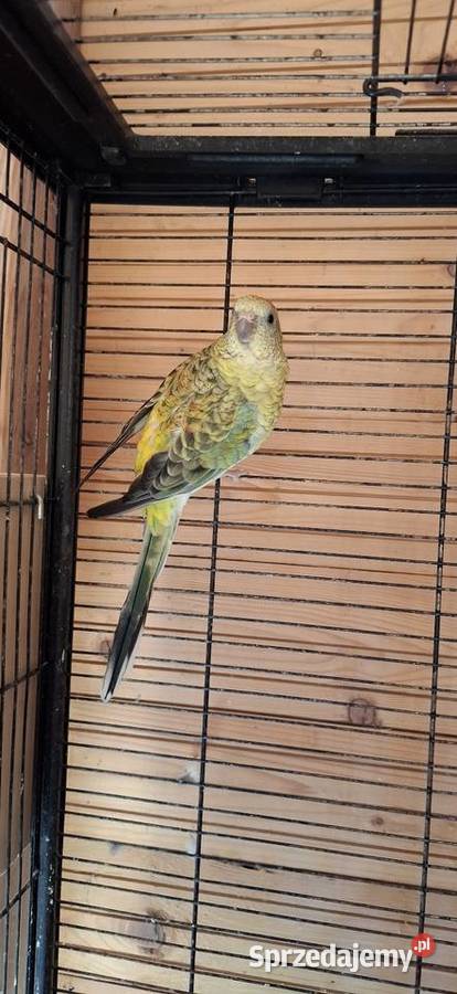 Świergotki sprzedam łódzkie Wola Kutowa