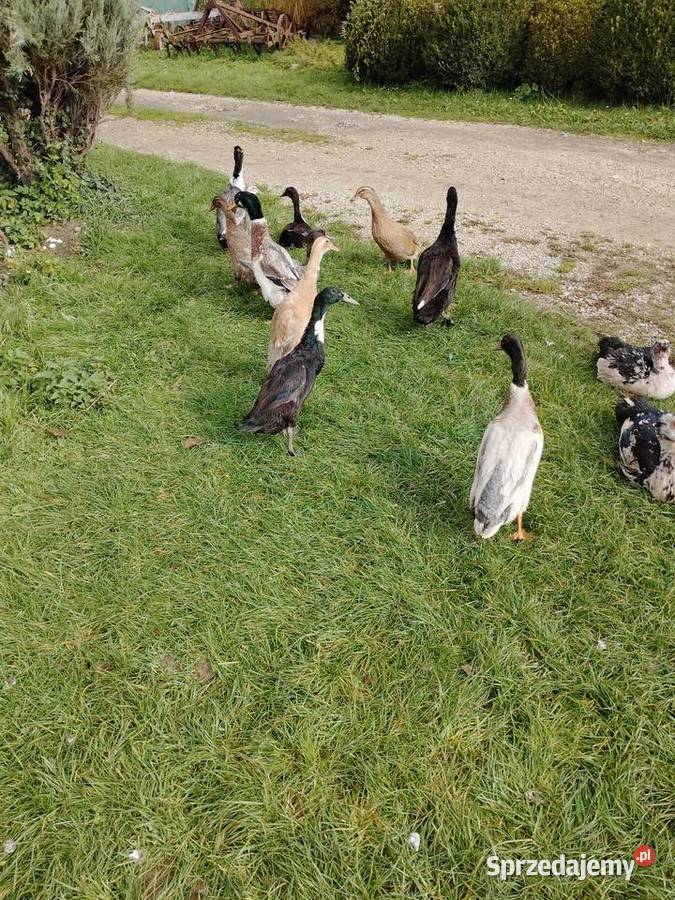 Biegusy Indyjskie Psary