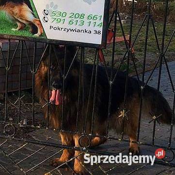 Owczarek niemiecki długowłosy reproduktor świętokrzyskie Klimontów