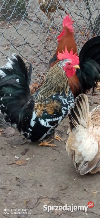Do sprzedania kogutki miniaturki Tarzymiechy Trzecie sprzedam