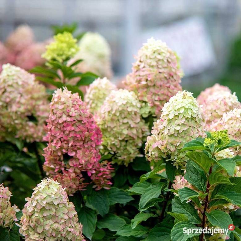 Hortensja bukietowa Magical Sweet Summer sprzedam