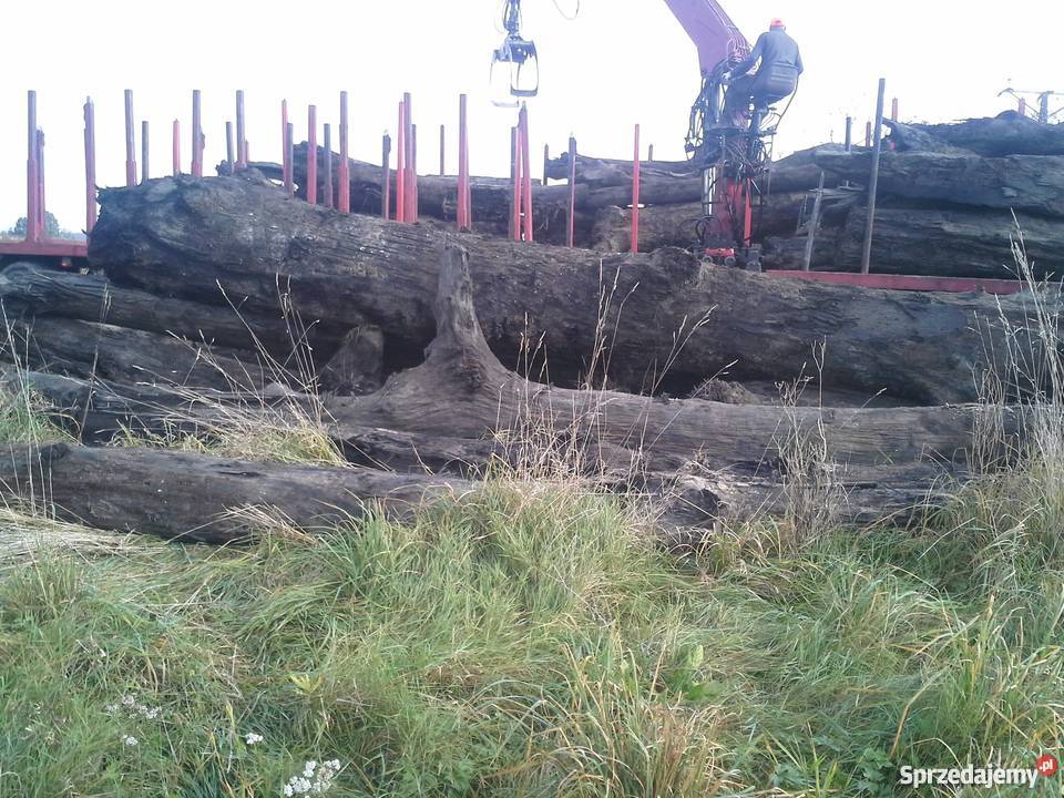 SPRZEDAM CZARNY DĄB 1000 M3 SUPER OKAZJA mazowieckie Kołbiel