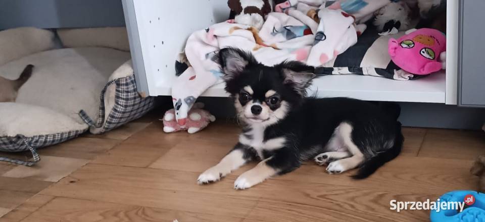 Chihuahua podpalany Warszawa