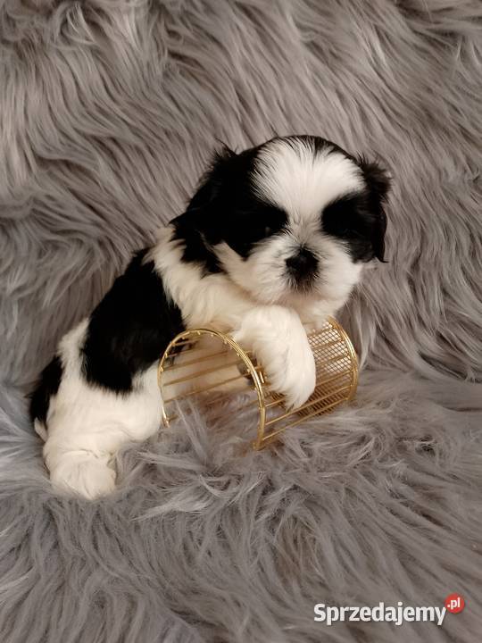 Śliczny piesek rasy ShihTzu