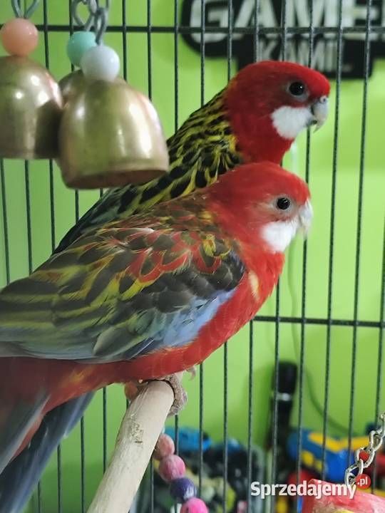 Parka papug rozella białolica dolnośląskie Zgorzelec