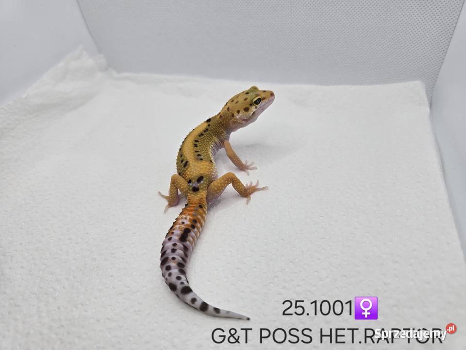 Gekony lamparcie Zawiercie sprzedam