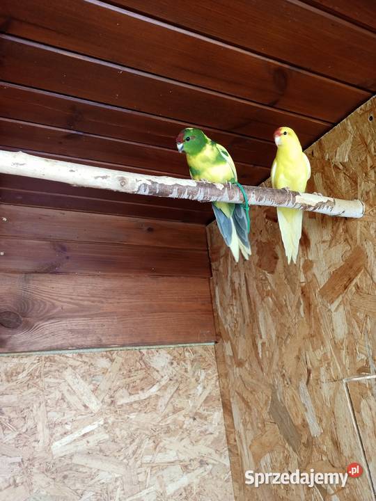 Sprzedam papugi modrolotki kozie wielkopolskie Mechlin