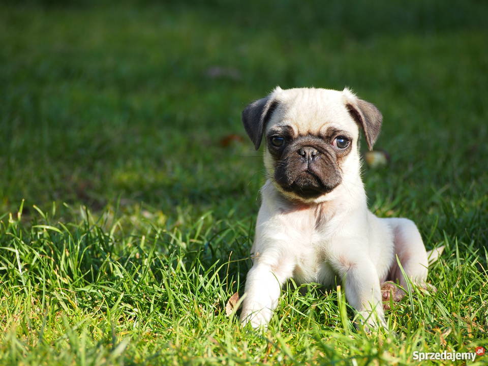 Mopsik suczka łódzkie Skierniewice sprzedam
