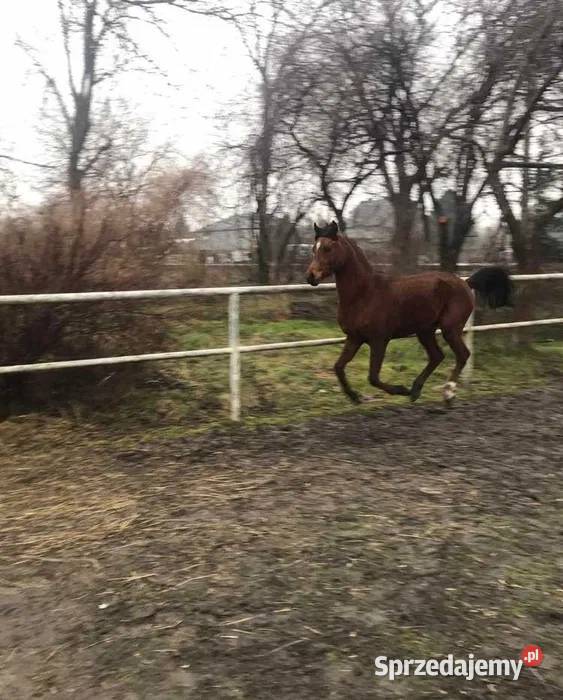 Sprzedam konia arabskiego Konie Ołtarzew sprzedam