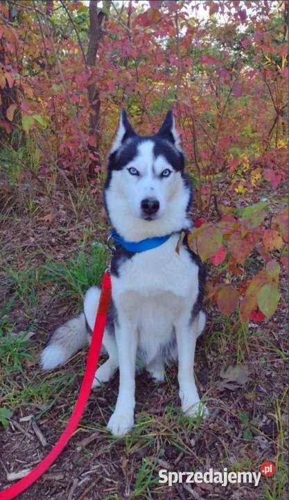 Miot razy syberian husky Listopad Grudziądz