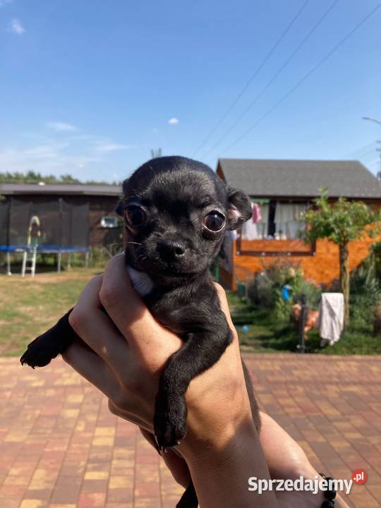 Chihuahua pieseksuczka Ciechanów
