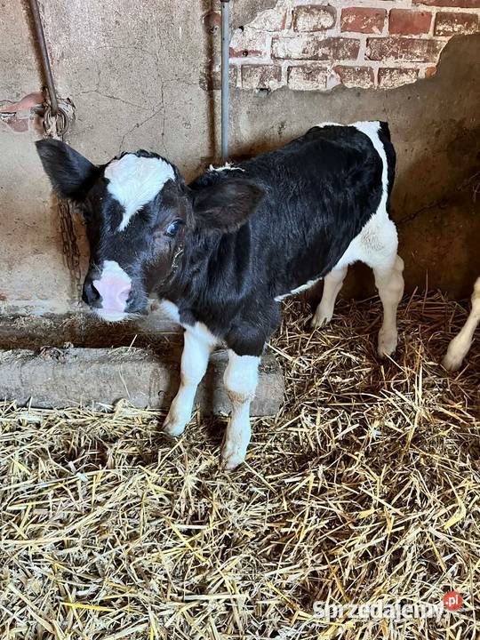 Byczek Giełda zwierząt lubelskie Nałęczów