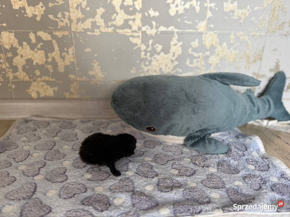 Szpic miniaturowy pomeranian chłopcy Poniszowice