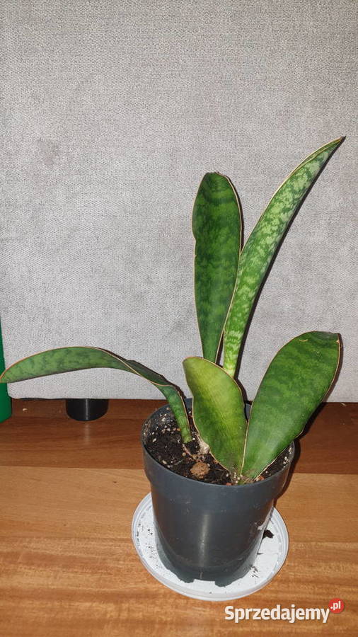 Sansewieria masoniana sansa roślina rosnąca Warszawa