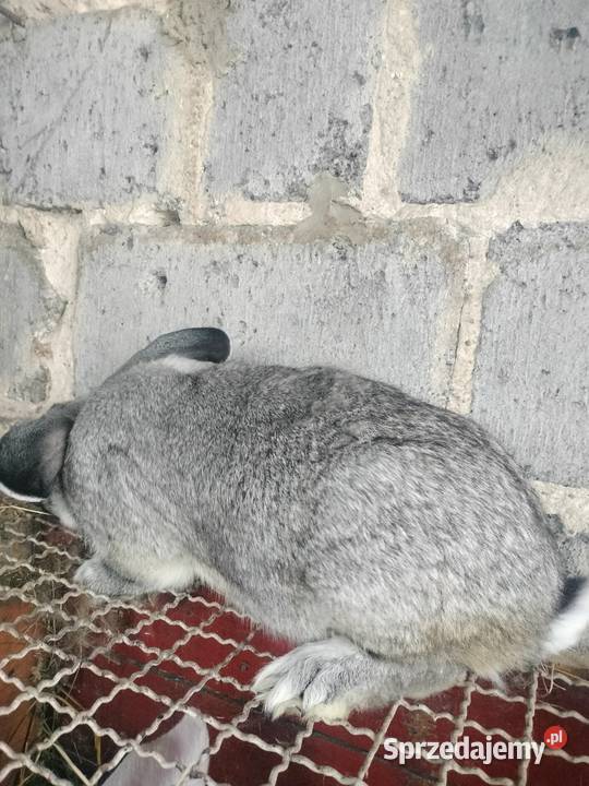 Samiec Belg Olbrzym Zwierzęta Słupia