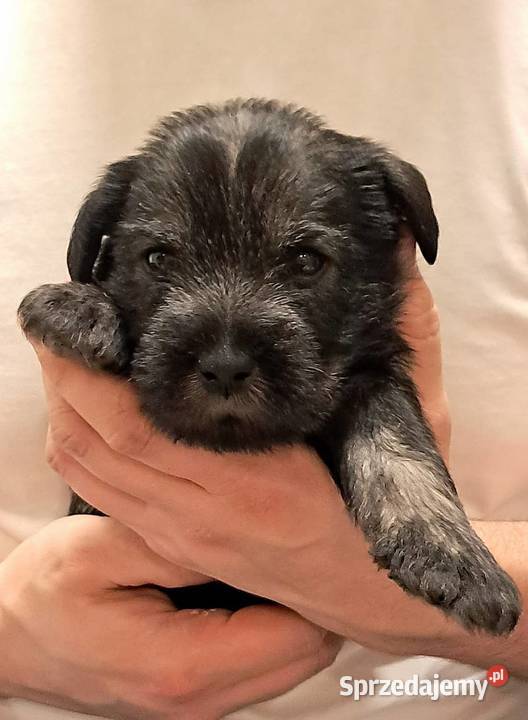 samiec Sznaucer średni pieprz i sól