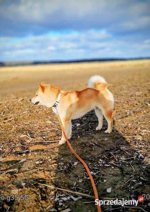 Shiba Inu czerwony przemiły piesek Bychawka Trzecia