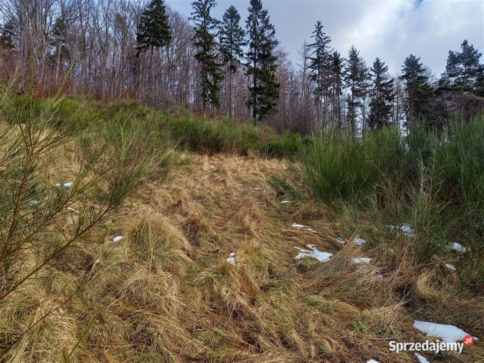 sprzedaży działki JedlinaZdrój budowlana Sprzedaż Sprzedaż dolnośląskie
