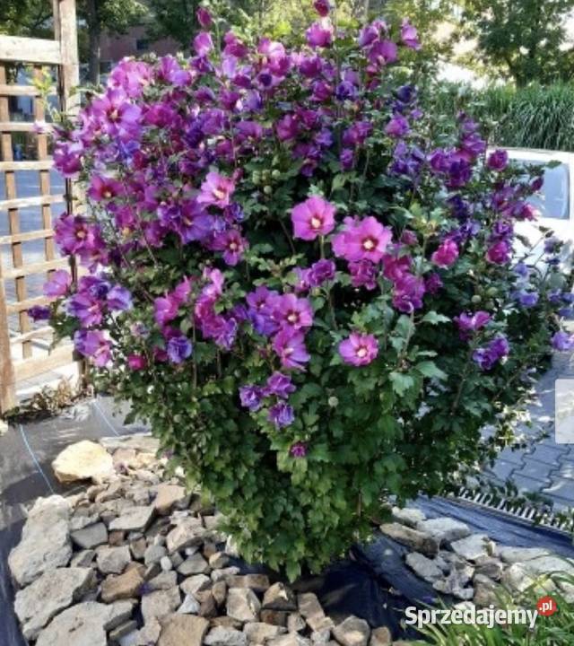 Hibiskus wielkopolskie sprzedam