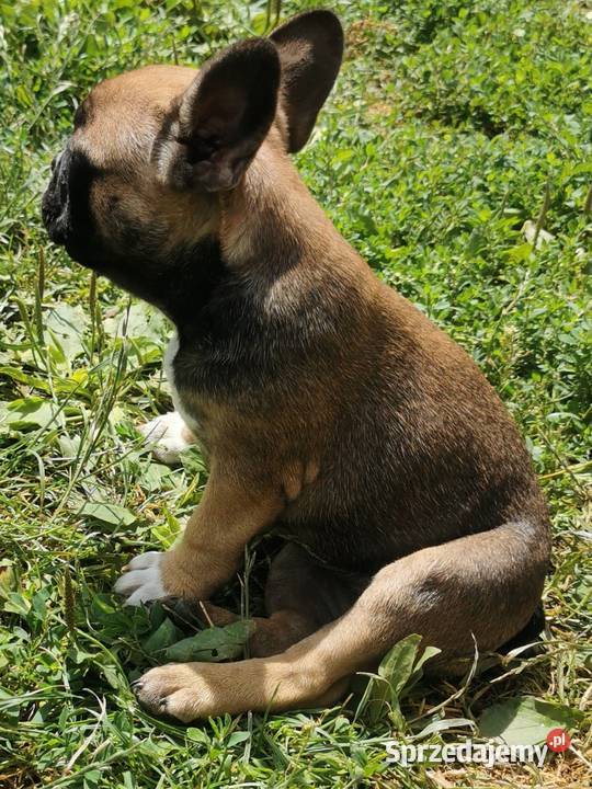 Buldog francuski Chełmno