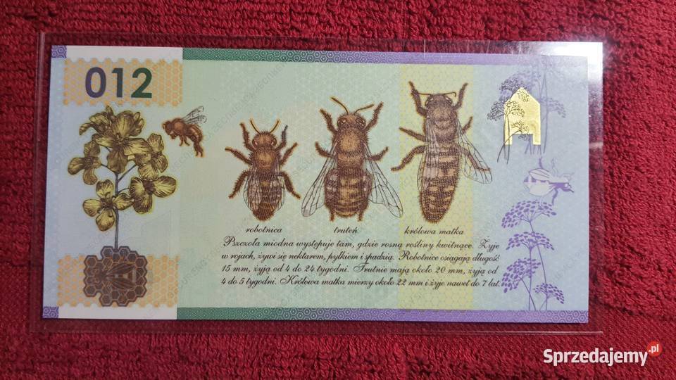 BANKNOT testowy PWPW polimerowy Pszczoła miodna Numizmatyka mazowieckie