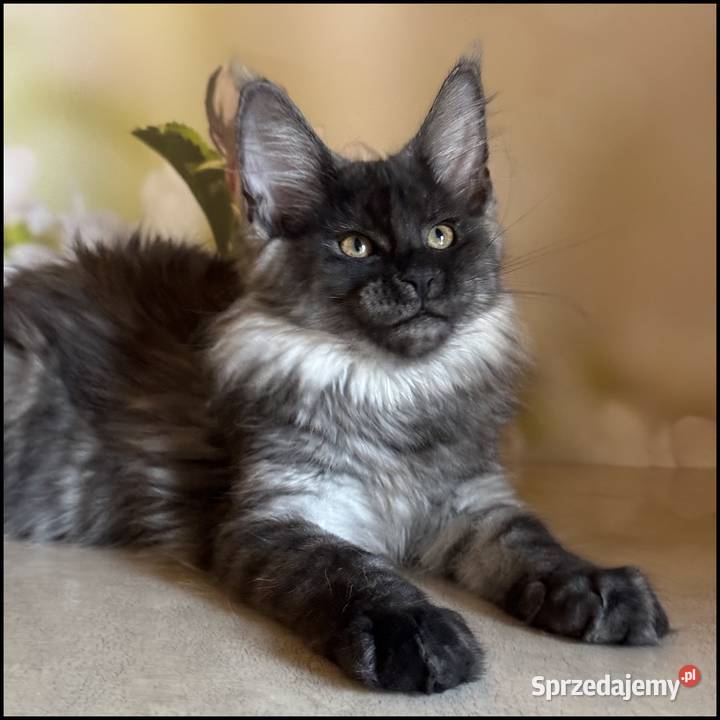 Koteczka Maine Coon Ofelia Kraków
