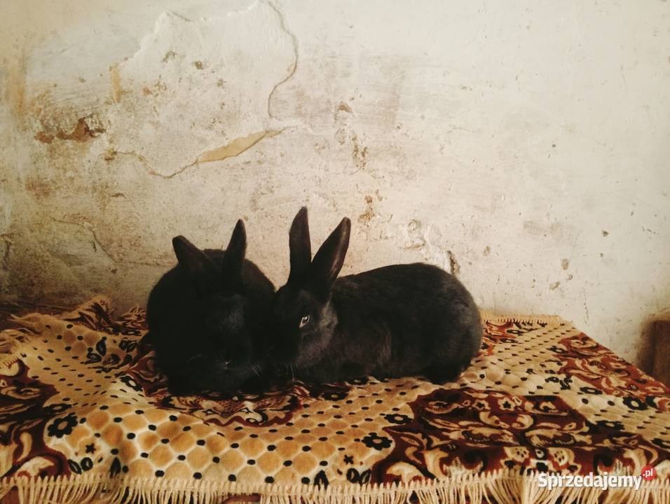 Sprzedam młode samce Obarzym