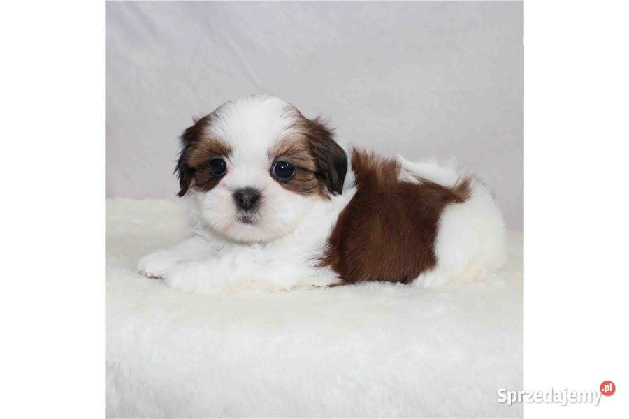 Śliczne szczenięta Shih Tzu z rodowodem mini