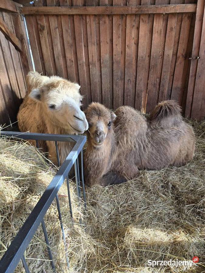 Wielbłąd dwugarbny samica z 2025r Pozostałe Poczesna