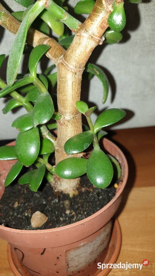 Grubosz crassula drzewko szczęścia duża Warszawa