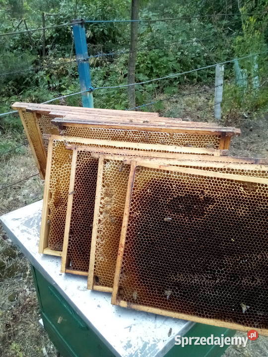 odbudowane ramki susz Pszczoły
